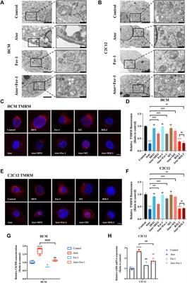 Atorvastatin Induces Mitochondria-Dependent Ferroptosis via the Modulation of Nrf2-xCT/GPx4 Axis